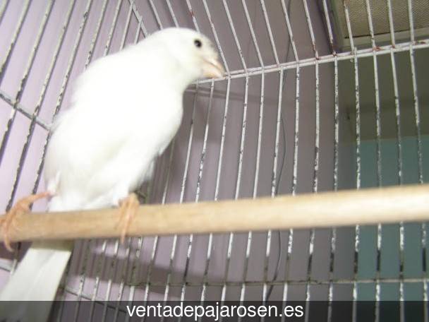 Cria de pajaros para principiantes Coomonte?